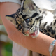 Illustration for article titled Clouded Leopard Cub Meets Yoga Ball, Cuteness Ensues